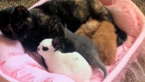 Illustration : L'attitude sublime d'une chatte envers son ami lapin alors qu'elle est occupée à allaiter ses chatons (vidéo)