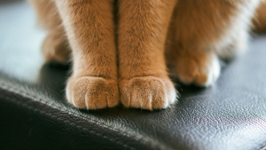 Illustration : "15 secrets que vous devriez connaître à propos des pattes de chats"