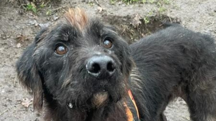 Illustration : Un chien victime de négligence retourne au refuge 8 ans après son adoption mais ne désespère pas de rebondir