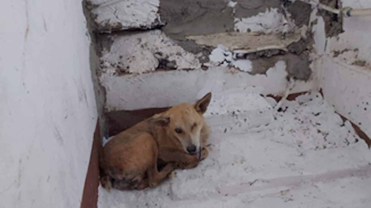 Illustration : "Des chiens trouvés dans un refuge abandonné cherchent un foyer chaleureux où écrire un nouveau chapitre plein d'amour (vidéo)"