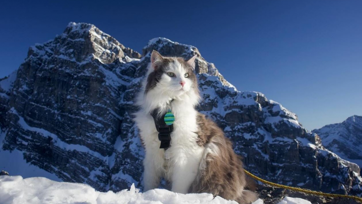 Illustration : "Ce chat aventureux qui adore skier avec son maître est devenu une légende sur les pistes (vidéo)"
