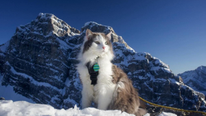 Illustration : Ce chat aventureux qui adore skier avec son maître est devenu une légende sur les pistes (vidéo)