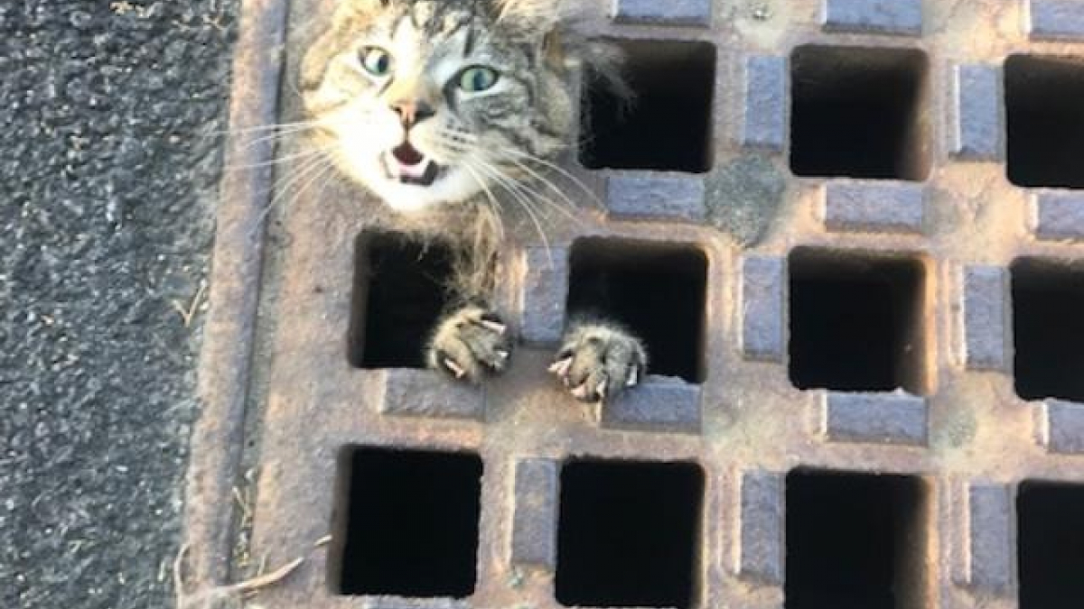 Illustration : "Un chat coincé dans une grille d’égout attend avec désespoir que quelqu'un le sorte de cette situation"