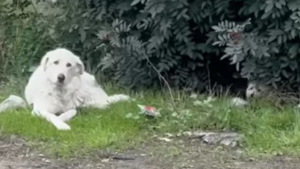 Illustration : Un automobiliste remarque un chien veillant sur son amie blessée près d'une autoroute et sait immédiatement qui il doit appeler