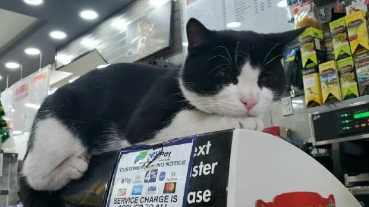 Illustration : "11 photos célébrant les « chats de magasins », ces félins qui vivent dans les épiceries et magasins de New-York"