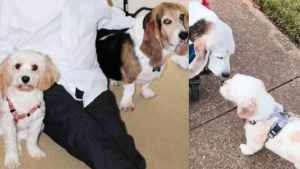 Illustration : L'émouvant moment où 2 vieux amis canins ne s'étant pas vus depuis longtemps se retrouvent enfin (vidéo)