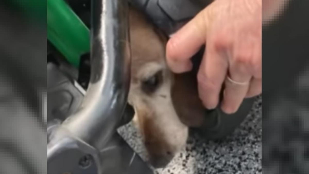 Illustration : "Un chien se coince la tête dans la roue d'une voiturette de golf et ne peut qu'aboyer sa détresse en espérant qu'on lui vienne en aide"
