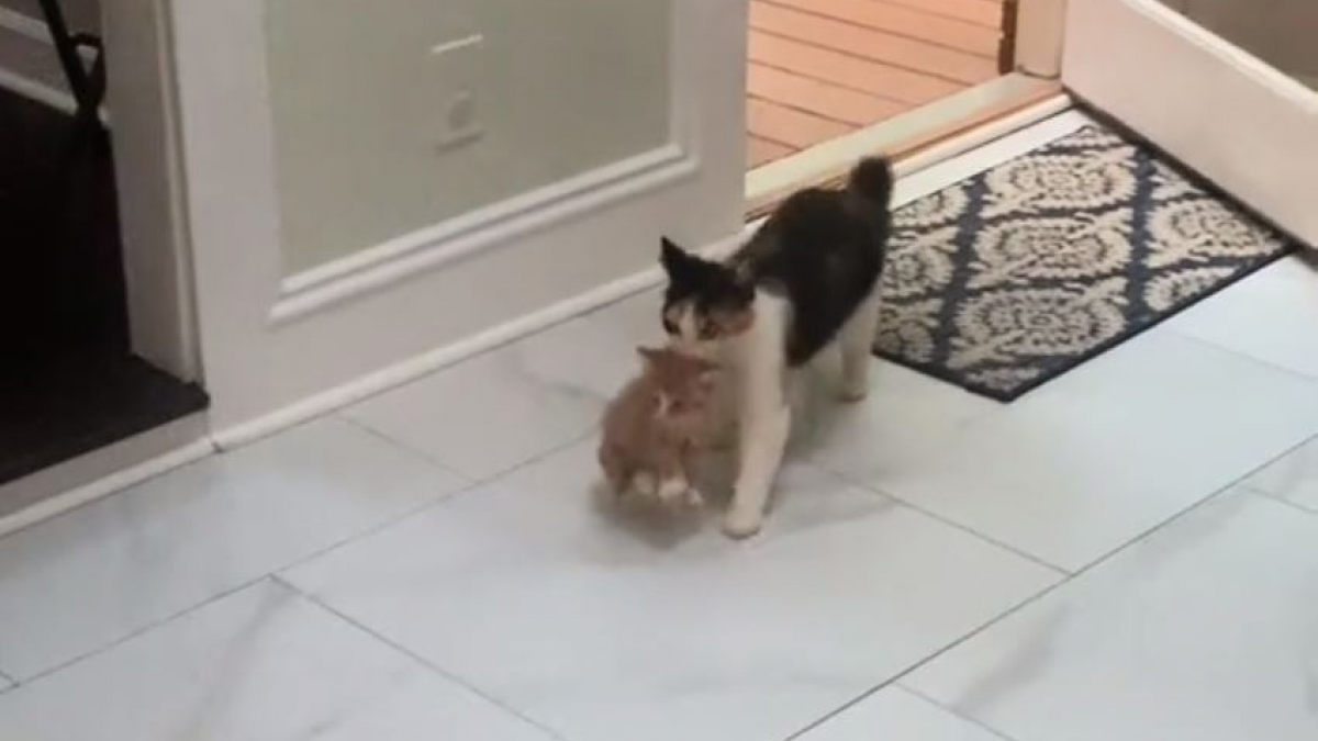 Illustration : "En confiance, cette chatte errante ramène à sa bienfaitrice sa portée de chatons pour qu’elle en prenne soin (vidéo)"