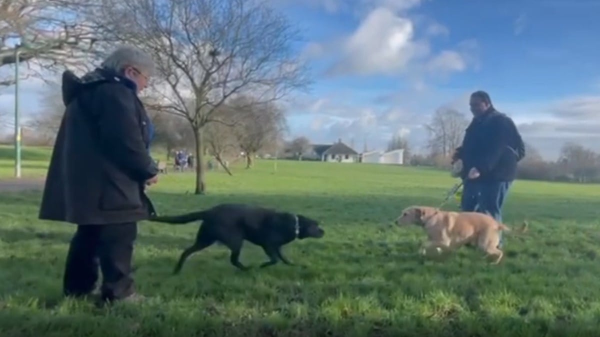 Illustration : "2 chiens guides issus de la même portée et séparés depuis des années vivent d'émouvantes retrouvailles (vidéo)"