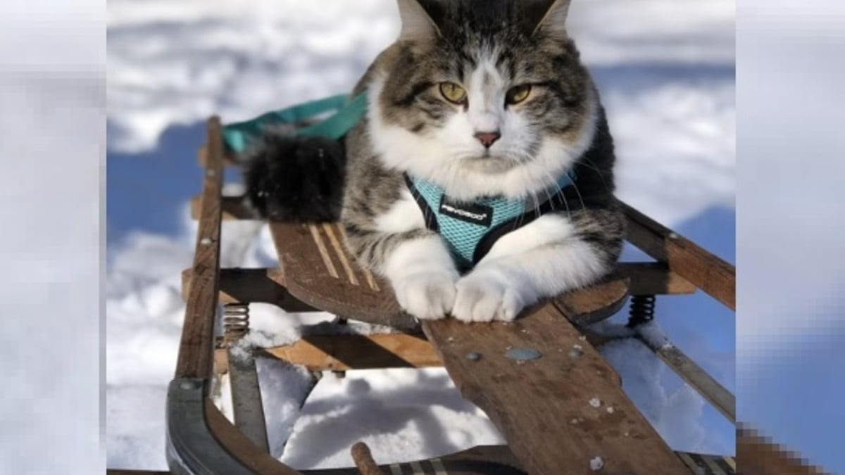 Illustration : "Un chat se découvre une passion pour la luge et ne peut plus s'en passer (vidéo)"