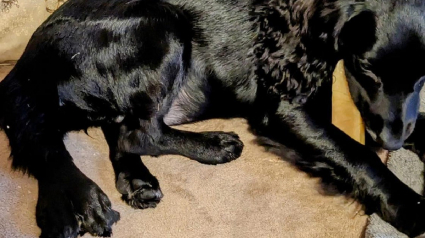Illustration : Des nouvelles d'Ariel, la chienne à 6 pattes abandonnée sur un parking et qui devait être opérée