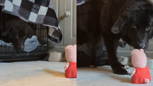 Illustration : Ce courageux chien au passé difficile sort timidement de sa cage pour attraper un jouet dans sa nouvelle maison (vidéo)