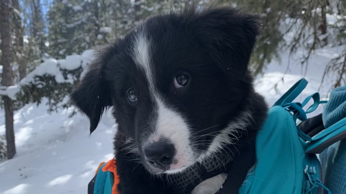 Illustration : "Rencontrez Ripp, un Border Collie qui rêve de devenir un chien de sauvetage en avalanche (vidéo)"