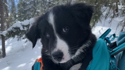 Illustration : Rencontrez Ripp, un Border Collie qui rêve de devenir un chien de sauvetage en avalanche (vidéo)