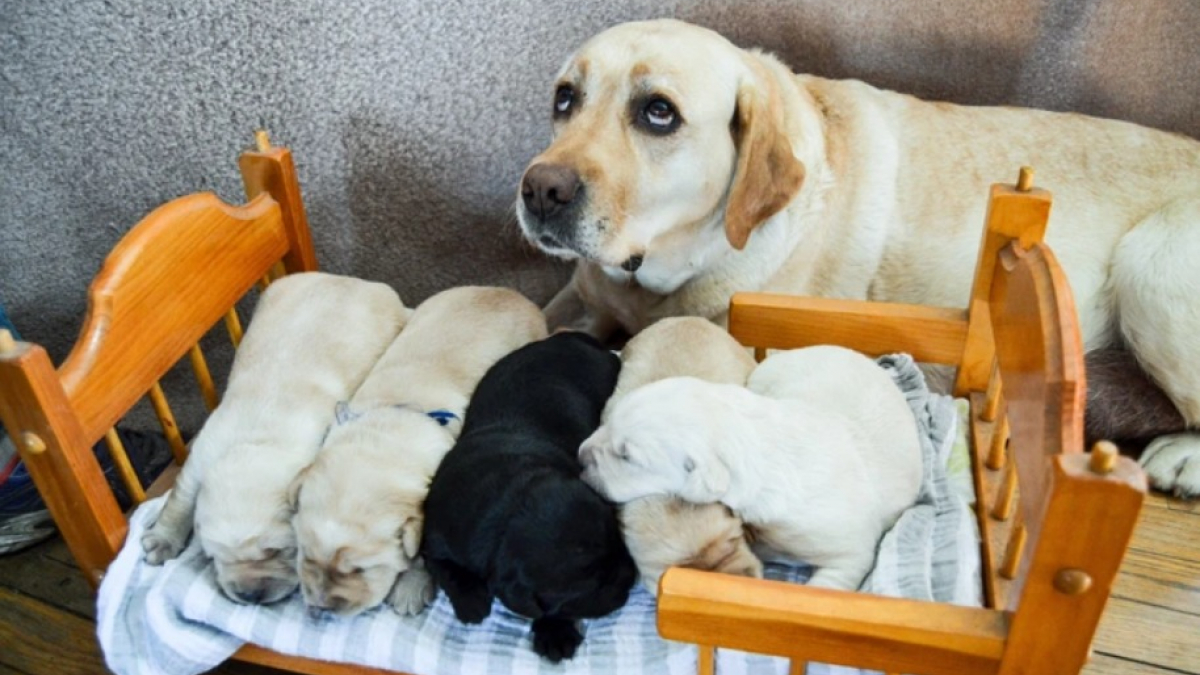 Illustration : "17 photos montrant que nos amis les chiens peuvent eux aussi être dépassés par leur « métier » de parent"