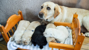 Illustration : 17 photos montrant que nos amis les chiens peuvent eux aussi être dépassés par leur « métier » de parent