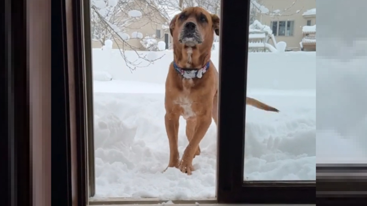 Illustration : "L'adorable réaction d'un chien au passé douloureux qui découvre les joies de la neige (vidéo)"