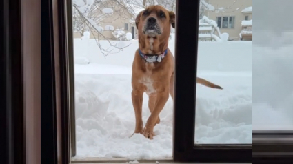 Illustration : L'adorable réaction d'un chien au passé douloureux qui découvre les joies de la neige (vidéo)