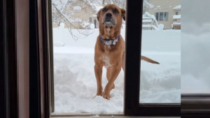 Illustration : L'adorable réaction d'un chien au passé douloureux qui découvre les joies de la neige (vidéo)