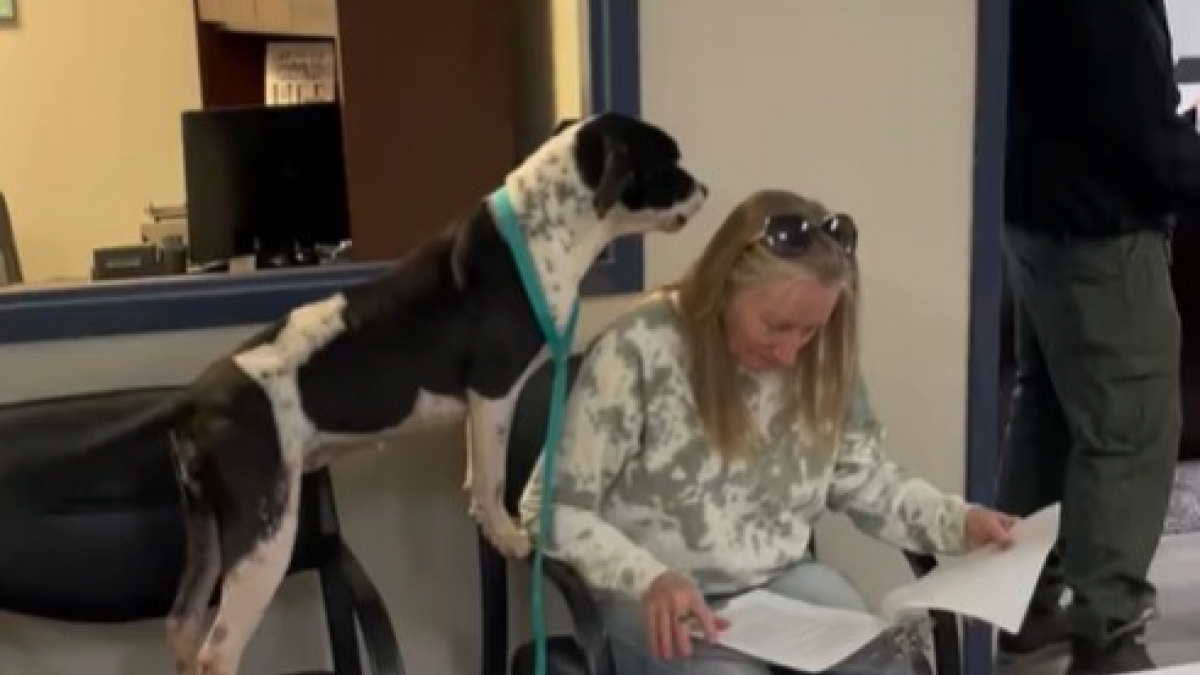 Illustration : "L’immense joie d’une chienne de refuge en voyant sa nouvelle propriétaire signer ses papiers d’adoption (vidéo)"