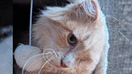 Illustration : Un chat sénior errant et borgne découvre les petits plaisirs simples de la vie auprès d'une âme bienveillante
