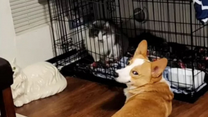 Illustration : Ce Corgi au sourire narquois semble très fier d’avoir piégé son ami le chat (vidéo)