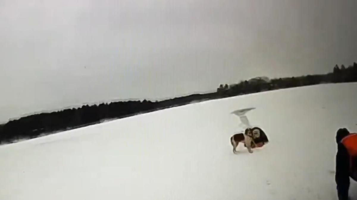 Illustration : "Une chienne devient littéralement la bouée de sauvetage de son maître pris au piège dans un lac gelé (vidéo)"