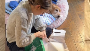 Illustration : Elle fond en larmes en déballant le cadeau offert par sa soeur lors du dernier Noël de leur chien (vidéo)