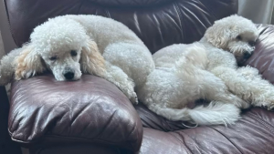 Illustration : "Avec du temps et de la bienveillance, ces 2 chiens traumatisés par leur passé sont désormais méconnaissables"