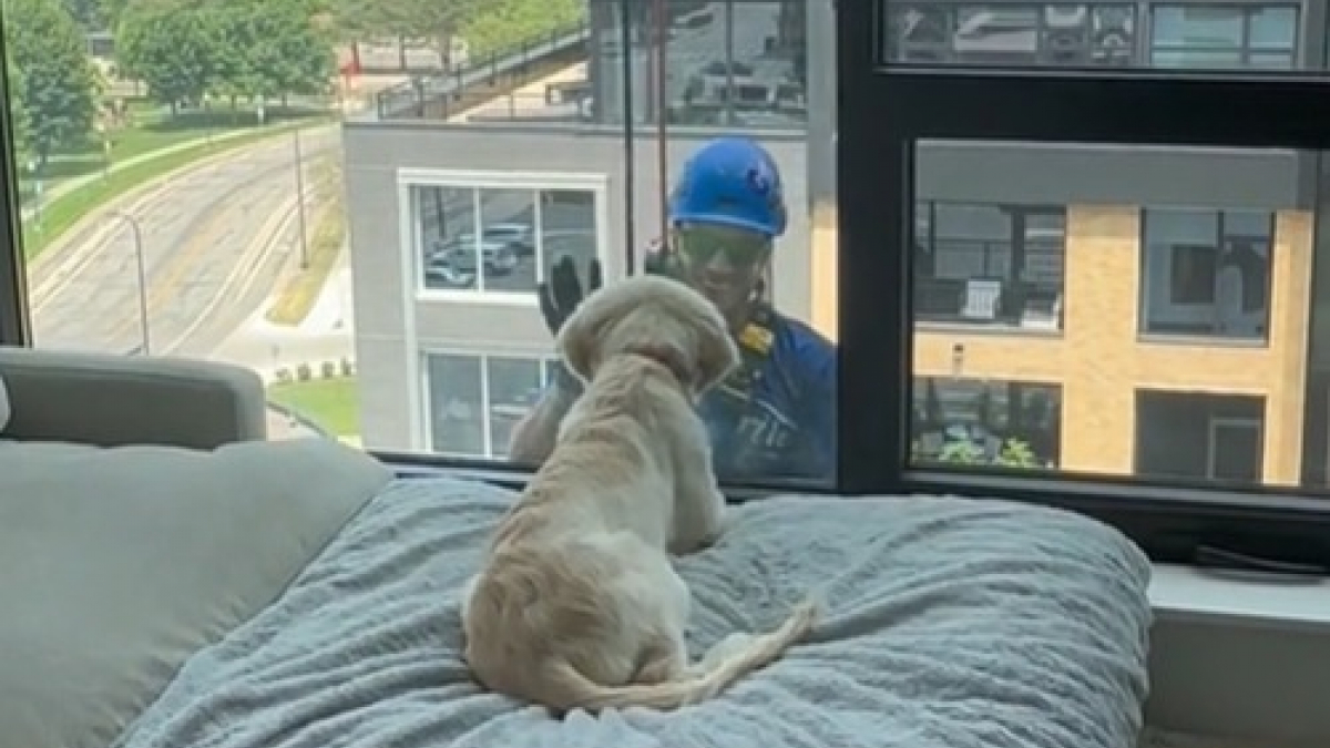 Illustration : "Un jeune Golden Retriever surpris par la présence d’un laveur de vitre à l’extérieur de son bâtiment fait rire des millions de personnes (vidéo)"