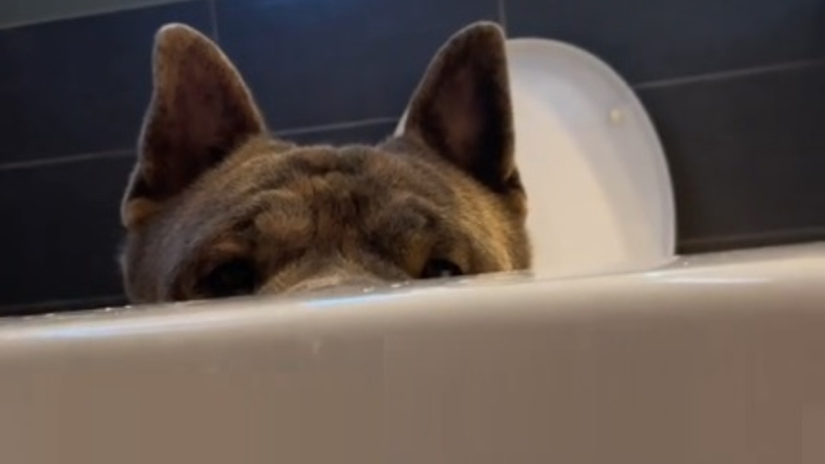 Illustration : "Ce chien ne quitte pas sa propriétaire des yeux pendant qu'elle prend son bain pour une raison émouvante (vidéo)"