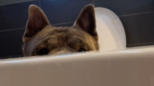 Illustration : Ce chien ne quitte pas sa propriétaire des yeux pendant qu'elle prend son bain pour une raison émouvante (vidéo)