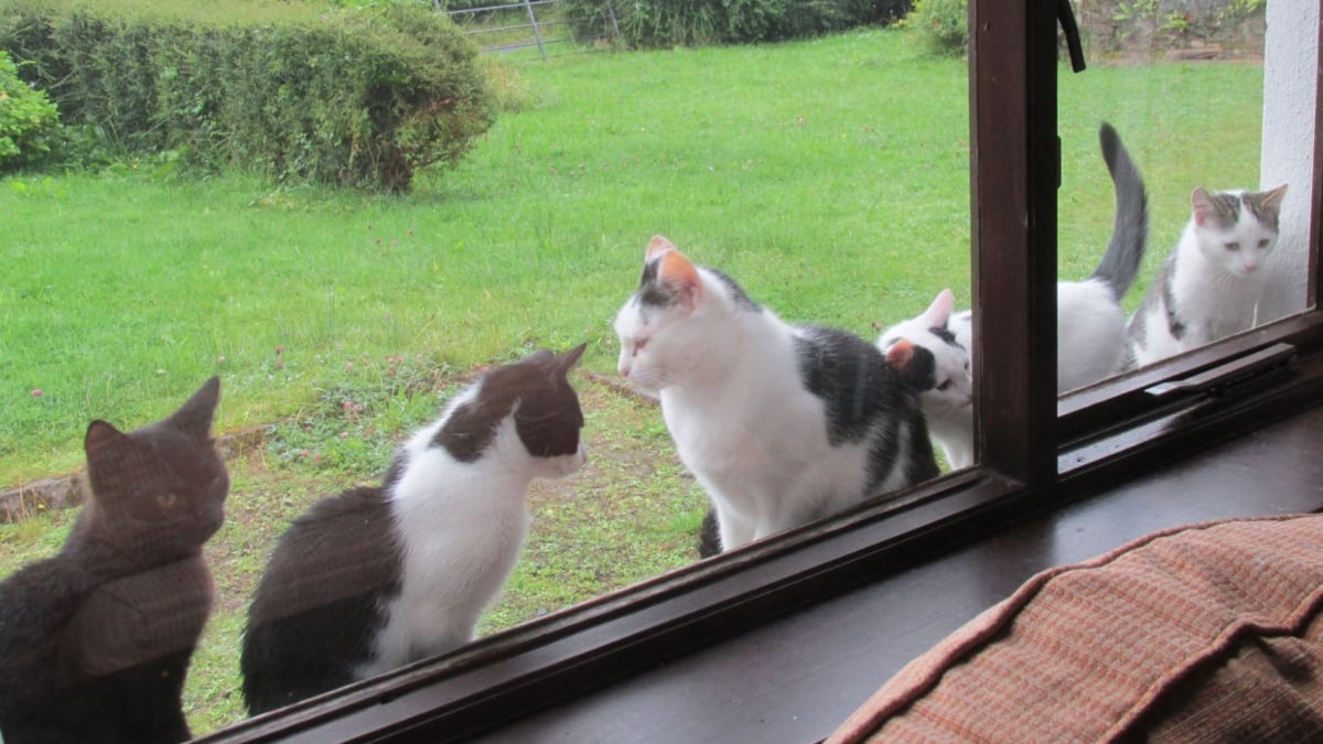 Illustration : "Après un accident de voiture dans le sud de la France, la disparition des 4 chats d’un couple irlandais entraîne une belle mobilisation pour les retrouver"