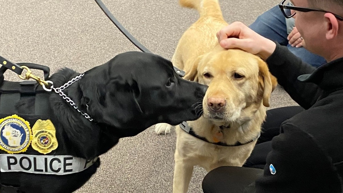 Illustration : "Comment ce duo canin au flair infaillible protège les enfants contre la cybercriminalité"