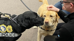 Illustration : "Comment ce duo canin au flair infaillible protège les enfants contre la cybercriminalité"