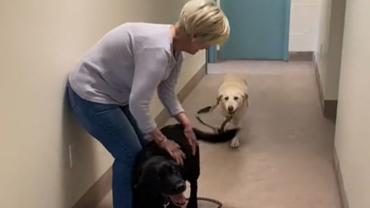 Illustration : "2 Labradors âgés et adoptés ensemble ne peuvent contenir leur excitation lorsqu'ils s'apprêtent à quitter le refuge pour leur nouvelle maison (vidéo)"