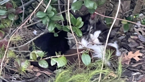 Illustration : Découverts blottis les uns contre les autres, ces 3 chatons terrorisés n’auront plus à affronter le froid