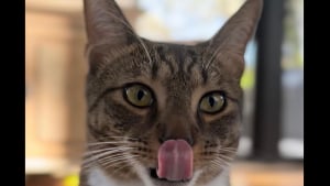 Illustration : À la recherche d’une petite collation, ce chat espiègle plonge dans un sachet de friandises pour chiens et offre une séquence hilarante aux internautes (vidéo)