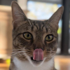 Illustration : À la recherche d’une petite collation, ce chat espiègle plonge dans un sachet de friandises pour chiens et offre une séquence hilarante aux internautes (vidéo)
