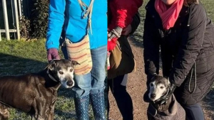Illustration : La rencontre de 2 chiens séniors qui se ressemblent conduit leurs maîtresses à une révélation stupéfiante