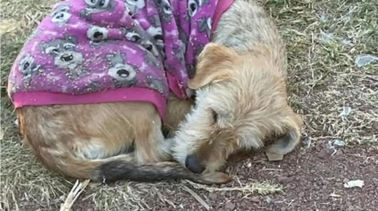 Illustration : Une chienne errante désespérément seule et malade attire l'attention d'une famille décidée à lui offrir un nouveau départ