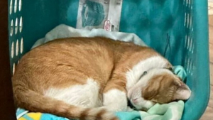 Illustration : "18 photos montrant l’incroyable capacité d’adaptation dont les chats peuvent faire preuve"
