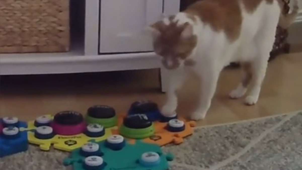 Illustration : "Quand un chat s'exprimant à travers des boutons sonores veille à ce que sa maîtresse n'oublie pas ses tâches ménagères (vidéo)"