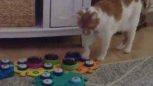 Illustration : Quand un chat s'exprimant à travers des boutons sonores veille à ce que sa maîtresse n'oublie pas ses tâches ménagères (vidéo)