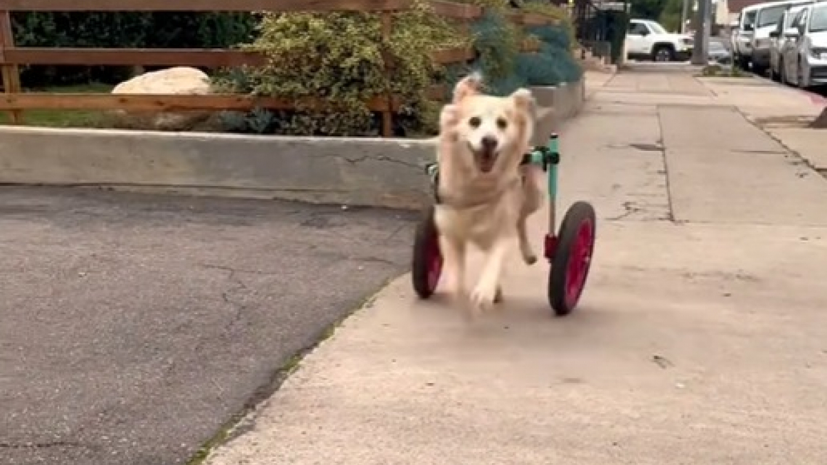 Illustration : "Le message poignant d’une propriétaire de chien handicapé absolument épanoui (vidéo) "