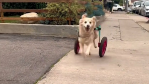 Illustration : Le message poignant d’une propriétaire de chien handicapé absolument épanoui (vidéo) 