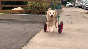 Illustration : "Le message poignant d’une propriétaire de chien handicapé absolument épanoui (vidéo) "