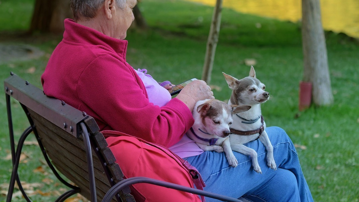 Illustration : "Une femme fortunée propriétaire de chiens et de chats surprend sa famille par le contenu de son testament"