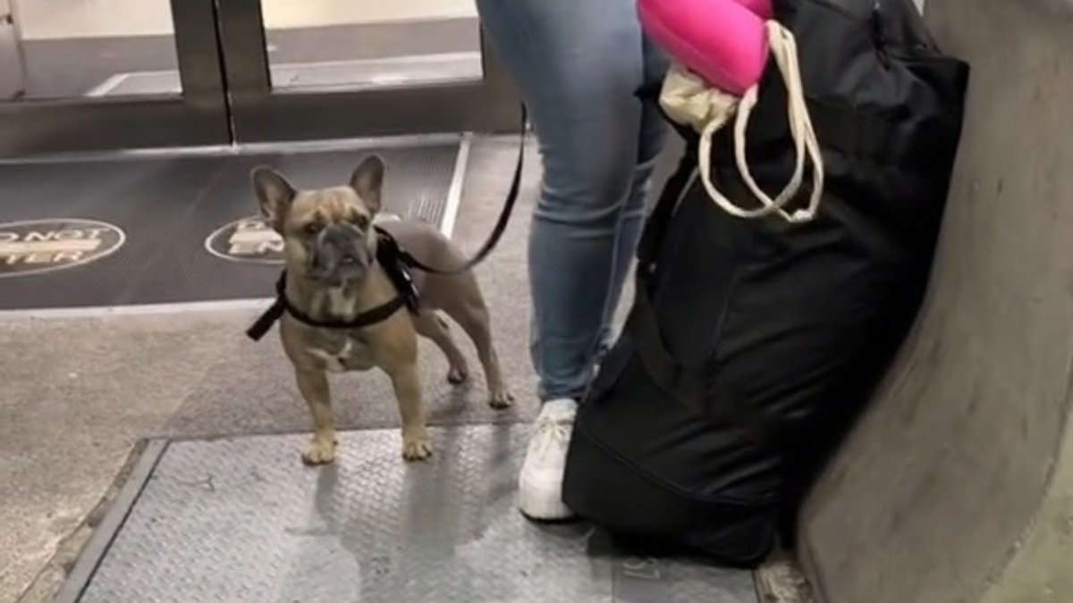 Illustration : "La réaction touchante d'un chien qui reconnaît un être cher venu à sa rencontre à l'aéroport (vidéo)"