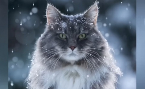 La séance photo sublime et poétique d'un chat émerveillé par la neige (vidéo)